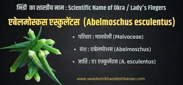 lady finger scientific name and family in hindi