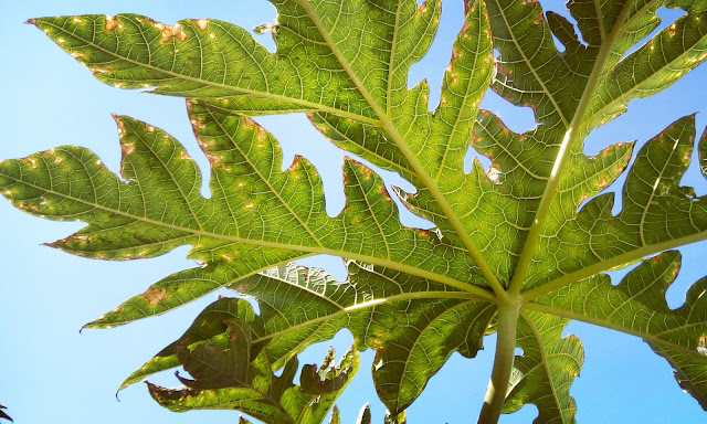 Beautiful Papaya Leaf Image