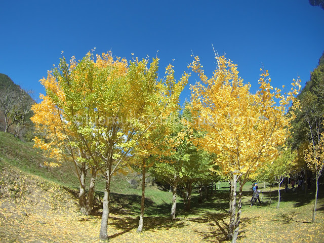 Wuling Farm maple autumn foliage