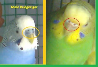 budgerigar gender identification