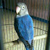 Jual Love Bird Klep Jantan, 6bulan, Open Barter