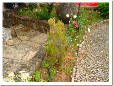 Torga (arbusto )