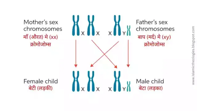 sex determination chromosomes
