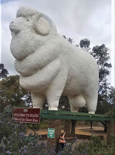 Wagin | The BIG Ram by Andrew Hickson