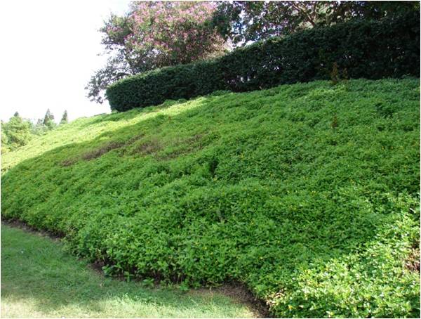 No Maintenance Ground Cover Mimosa Pictures to Pin on Pinterest ... - Cooling With Groundcovers ENVIROSCAPING 600x454