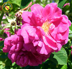 VILLERS-LES-NANCY (54) - La roseraie du Jardin botanique du Montet - Rose Centifolia muscosa - Henri Martin
