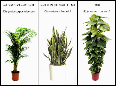 Tres plantas que aumentam a saúde no interior dos prédios