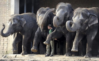 zoos Elephant News funny Photo