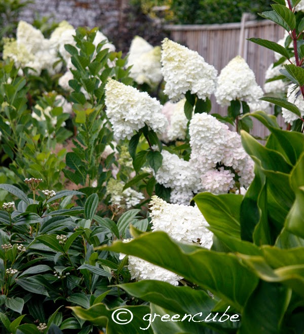 Now some of our clients think that Hydrangeas are an old fashion plant 