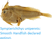 https://sciencythoughts.blogspot.com/2020/07/smooth-handfish-declared-extinct.html