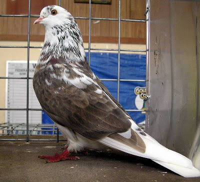 Birmingham Roller Pigeon