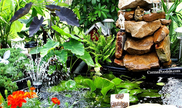 Backyard pond, WaterGarden, 