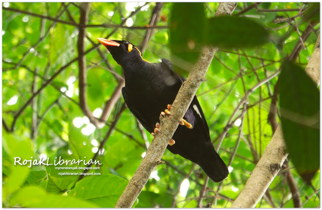 Common Hill Myna