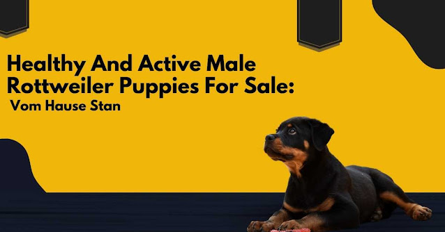 male rottweiler puppies for sale