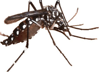 4 mosquito species most dangerous