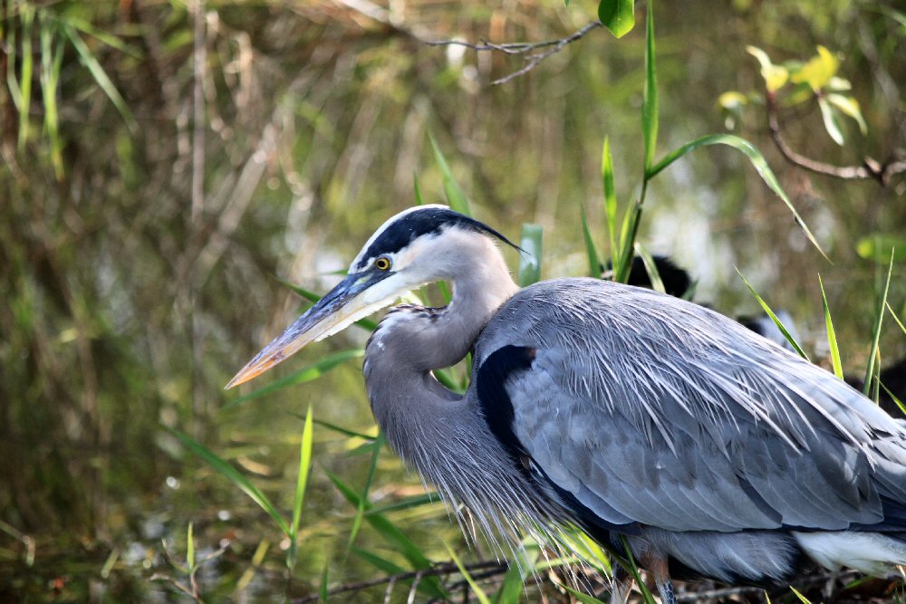 Rare Animals In The Everglades