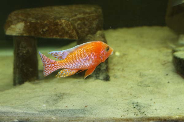 Law's Cichlids: Dragon Blood