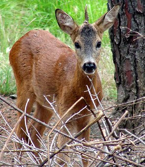 one horned deer