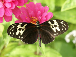 Heliconius hecale