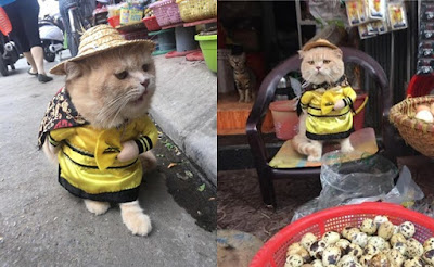 Viral! Kucing Lucu Ini Jadi Penjaga Lapak Ikan Sekaligus Mandor di Pasar - Sekitar Dunia Unik