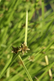 Scirpe mucroné - Schoenoplectiella mucronata - Souchet mucroné