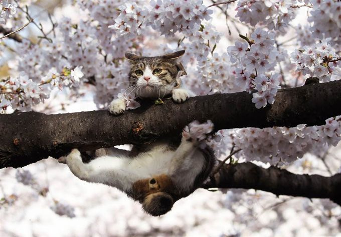 прикольный кот на дереве