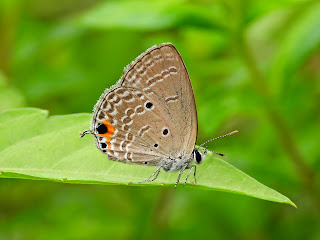 Plains cupid butterfly in Wangling Park