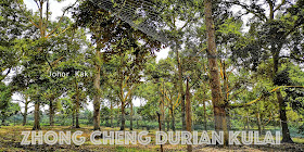 Zhong Cheng Durian Farm in Kulai Johor 忠诚榴莲园 