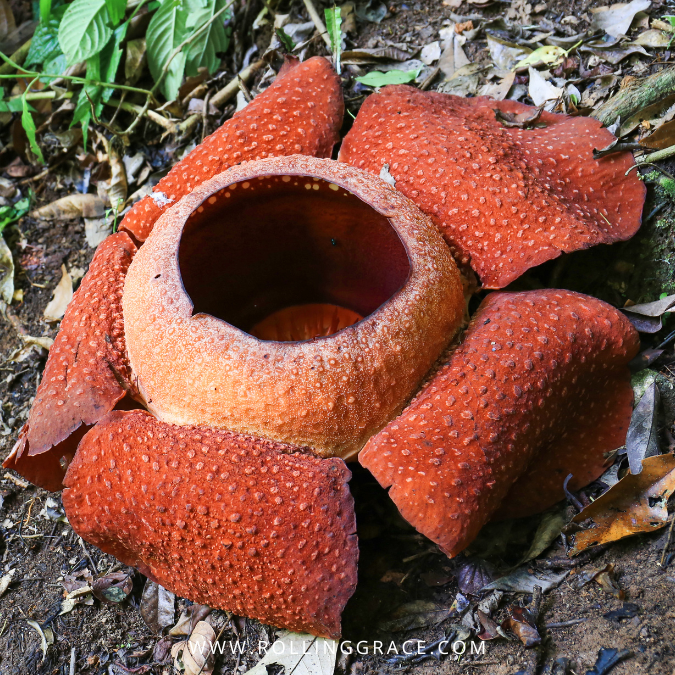 rafflesia sarawak