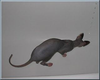 Dragonheart exploring the bath tub