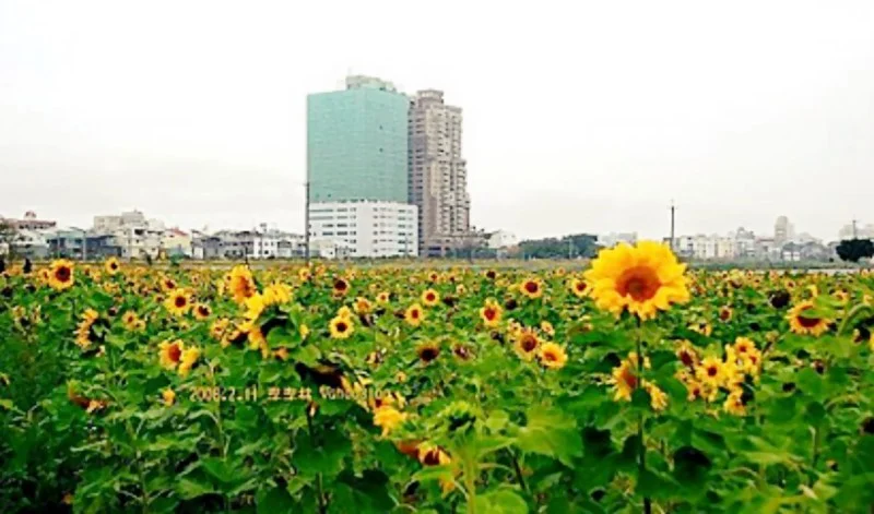 台南花季生產路花海｜向日葵、波斯菊｜糖廠冰品