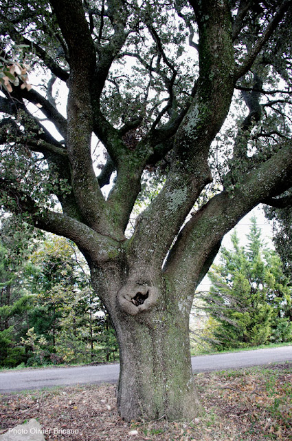 Arbre remarquable, Apt, Vaucluse, Provence, chêne vert