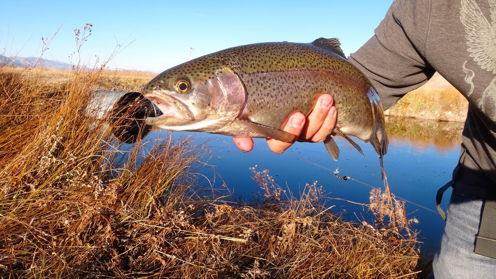 The Fly Syndicate: The Ruby Marshes - An Eastern Nevada Gem
