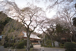 小松寺の桜