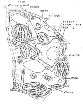 कोशिका की संरचना