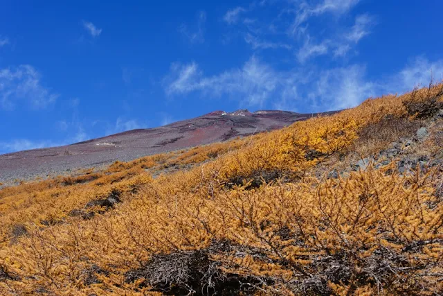 カラマツの紅葉（黄色）～富士山・富士宮口6合目付近