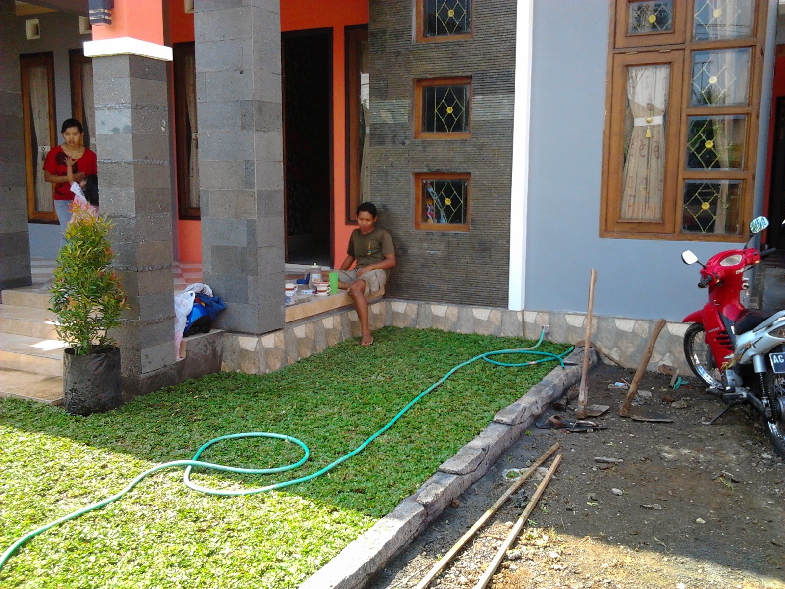 Menanam Dan Merawat Rumput Gajah Mini JUAL RUMPUT TAMAN DAN BIBIT