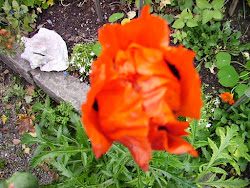 MIDSOMMARBLOMMOR I OKTOBER