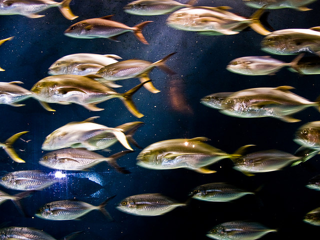 1 بالصور و الفيديوا : أكبر حوض سمك في العالم يحتوى على أكثر من مائة الف كائن بحري