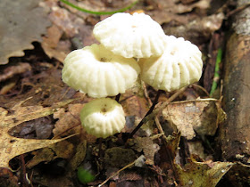 pinwheel mushrooms