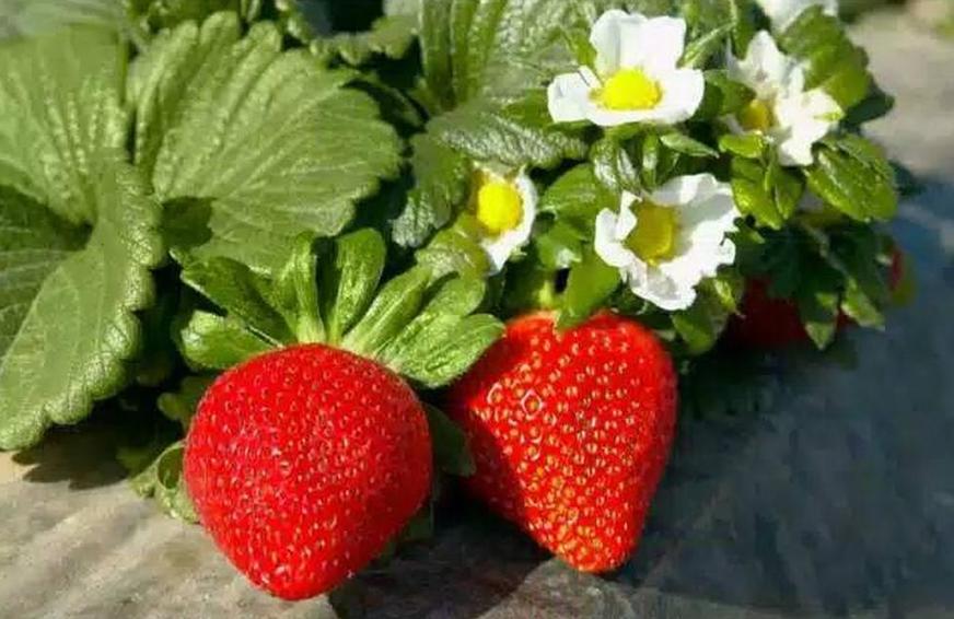 tanaman strawberry california bibit jumbo siap cepat mudah cepat berbuah dewasa Sumatra Barat