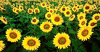 https://fr.wikipedia.org/wiki/Tournesol