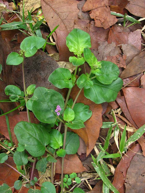 Boerhavia Diffusa