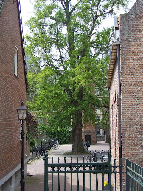 De Linnaeustoren in Harderwijk verscholen achter een dikke boom