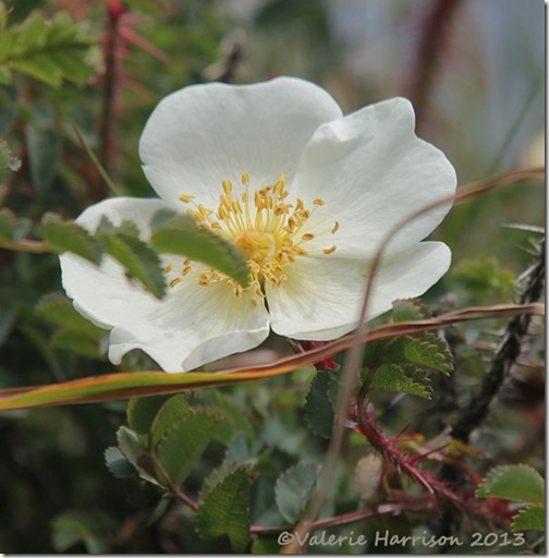 60-burnet-rose