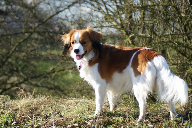 "Kooikerhondje Dog - Dutch Waterfowl Companion, Brimming with Endearing Charm and Energetic Spirit in its Adorable Appearance."