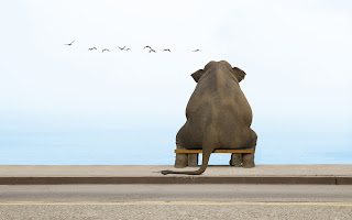 Elephant on a small Bench Birds Water Funny
HD Wallpaper