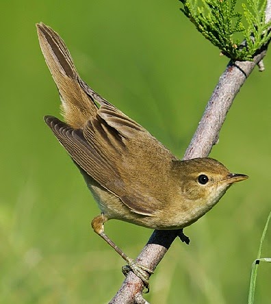 Suara kicau burung reed warbler