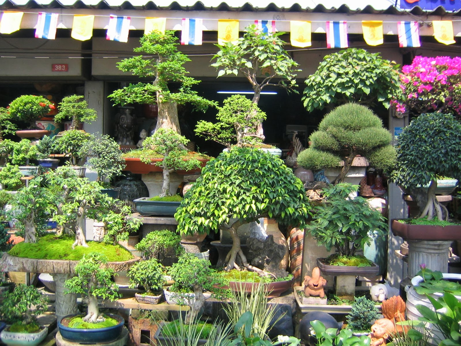 Gambar Tanaman Hias Bonsai yang Unik dan Cantik - Foto dan 