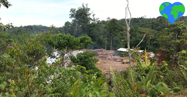 Picture of a forest being cut down